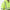 The Hi-Vis Shevlin